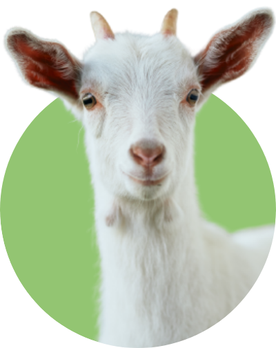 正面を向いている山羊の写真です