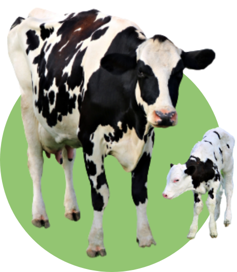 二頭の親子の牛の画像です