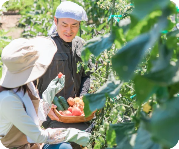 野菜を収穫する写真