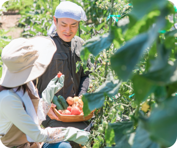 野菜を収穫している写真